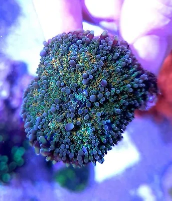 Ricordia Yuma Orange And Green  Mushroom Coral Marine Aquarium WYSIWYG • £40