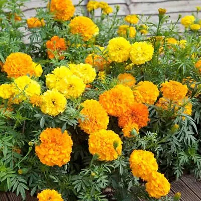 Cracker Jack Mix / CrackerJack Mix Marigold Seeds | 200 - 4000 Seeds | 1191 • $1.69