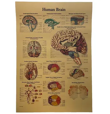 Brain Anatomy Poster Vintage Style Medical Anatomical Chart Of Human Brain Print • $14.99