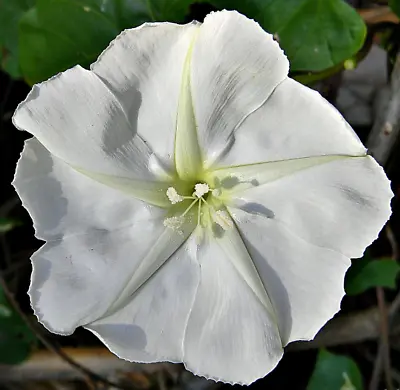 MOONFLOWER WHITE Night Flowering Vine Ipomoea Alba Moths Pollinate USA 25 Seeds! • $4.48