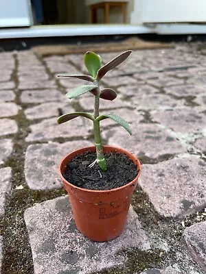 £2.50 • Buy Rooted House Plant Cuttings