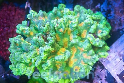 Space Invader Pectinia Coral Frag SPS Zoa LPS Paly Polyps • $49.99