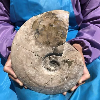 6.11 LB Natural Ammonite Fossil Conch Crystal Specimen Healing • $22.50