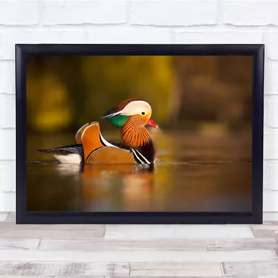 Mandarin Duck Relaxing Swim On Lake Wall Art Print • £23.19