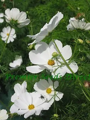 Flower Cosmos Bipinnatus Purity 600 Flower Seeds • £2.49