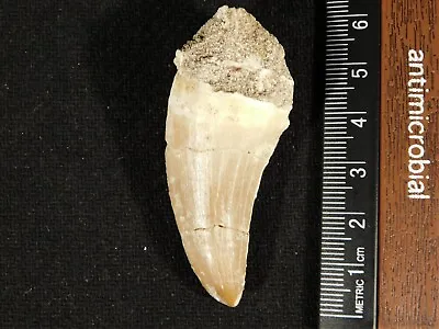 100 Million Year Old! Mosasaurus TOOTH Fossil From Morocco 19.1gr • $21.99