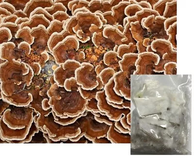 Bay Hydro Turkey Tail Mushroom Mycelium Spawn Plugs • $11.95