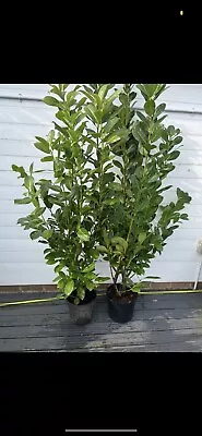 6ft-7ft Cherry Laurels • £25