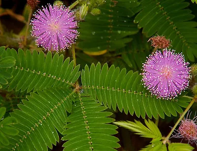 Mimosa Pudica (Sensitive Plant) 30 Seeds •RARE Perennial Indoor House Flowers UK • £3.99