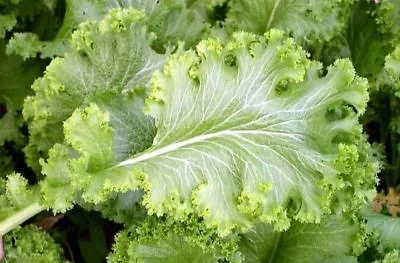 Southern Giant Mustard Seed - Curled Leaf Heirloom Greens Seeds (0.50oz To 8oz) • $5.79