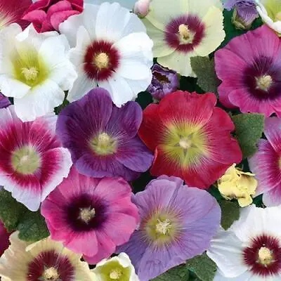 Hollyhock Alcea 'Halo Mixed' LARGE Perennial Garden Plug Plants Pack X6  • £11.99