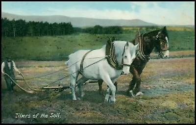 Rural: Two Shire Horses Ploughing. Unposted. O • £2.99