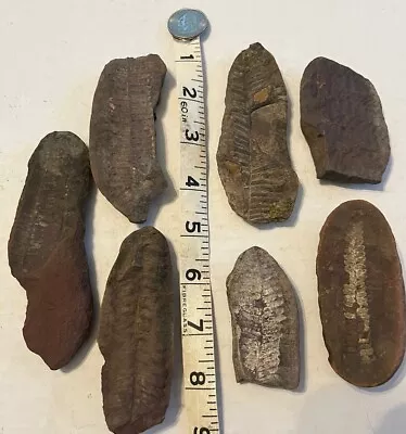 HUGE LOT MAZON CREEK FOSSIL LOT 21 Pieces- Plants Ferns Leaves 309M Years Old • $9.99