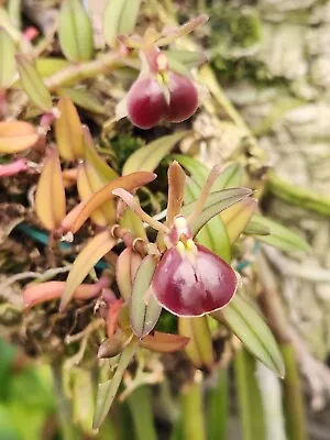 Epidendrum Porpax  (  In Flower Now  )  • $30