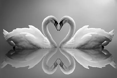 Love Heart Swans Animals Modern Large Wall Art Framed Canvas Picture 20x30  • £20