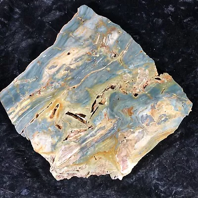 Polished Petrified Swamp Bog Wood McDermitt Oregon Trout Creek Fm.10.25”x9.75” • $250