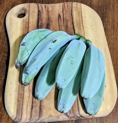20++ Blue Java Banana Seeds (Musa Acuminata × Balbisiana) Ice Cream Banana • $700