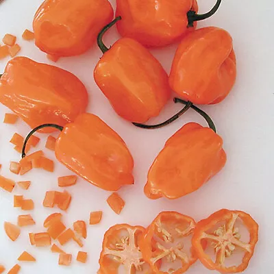 Orange Habanero Pepper Seeds | Non-GMO | Free Shipping | Seed Store | 1003 • $1.99