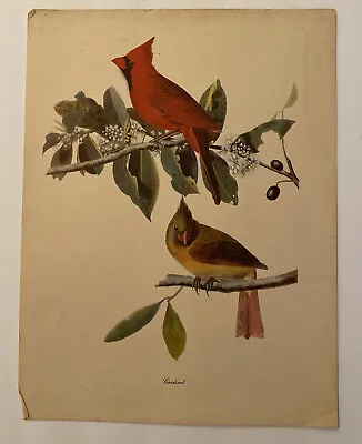 $4.90 • Buy Audubon Birds Of America Cardinal Folio Print See Pictures Rare & Beautiful
