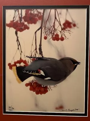 Thomas Mangelsen Signed Sold Out.  Bohemian Waxwing • $425