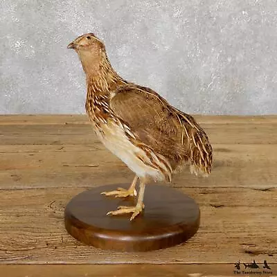 #19803 N | Coturnix Quail Taxidermy Bird Mount For Sale • $280