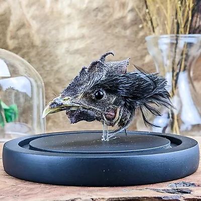 W87o Fancy Chicken Head Mount Taxidermy Oddities Curiosities Display Glass Dome • $39.99