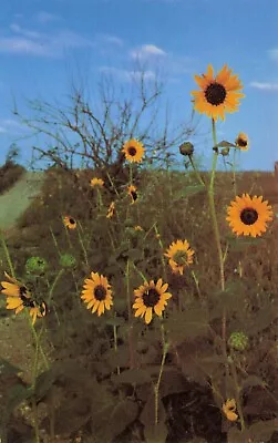 Kansas Sunflowers Vintage Postcard Unposted • $1.95