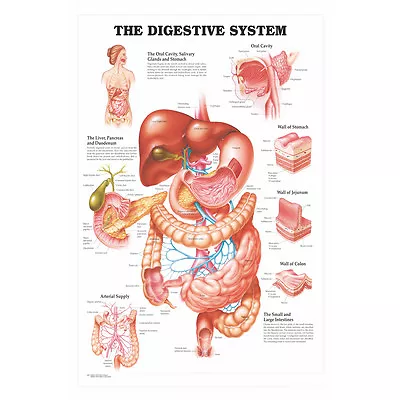 Human Anatomy The Digestive System Silk Poster 12x18  24x36  Medical Science • $4.74