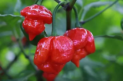 Chili Pepper Trinidad Scorpion Moruga - 150 Seeds - BULK • $7.99