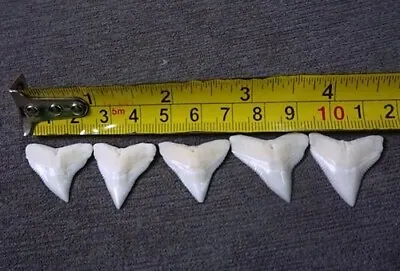 BULL Shark Teeth  24 - 26 Mm 5 Pcs . 'GEM QUALITY  . Monster BIG SHARK • $39.90