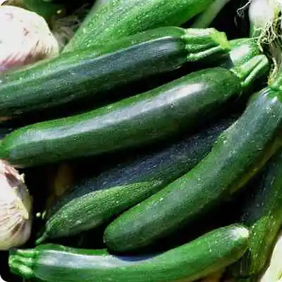 ZUCCHINI Black Beauty  10 Seeds Vegetable Garden Non Gmo   • $3.25