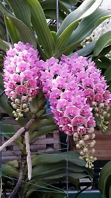 Rhynchostylis Gigantea - Pink Orchid Plant In 4  Pot • $28.99