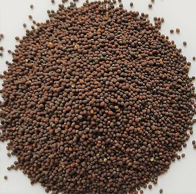 Mustard Seeds Brown Whole Canada 1248 Oz 1 2 Lb Reclosable Bag • $6.49