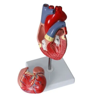 Life Size Anatomical Human Heart Model 2 Parts Anatomy Medical Teaching Model • $37.99