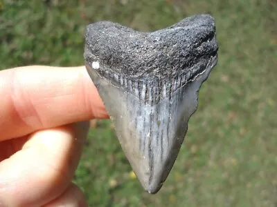 Bargain Price Megalodon Shark Tooth Florida Fossil Sharks Teeth Mako Great White • $25