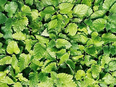 Culinary Spearmint {Mentha Spicata} 200+ Seeds Free US Shipping! • $1.99