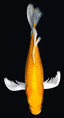 Live Koi Fish 8-9  Yellow Yamabuki Ogon Butterfly Koibay • $45