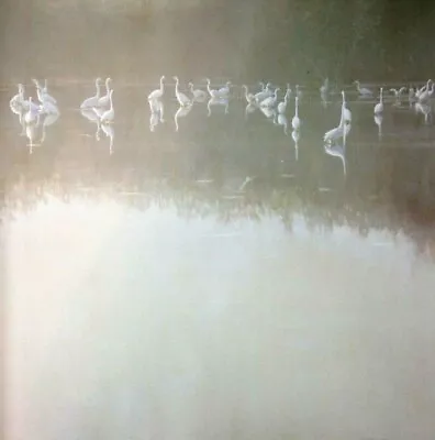 Vintage Art Robert Bateman Everglades Egret Swamp Ocean Bayou Canal Fog Mist • $12.88