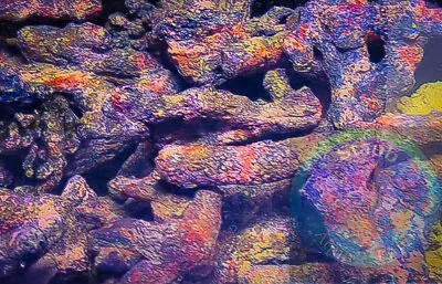 SAF~ Branching Live Rock Marine Saltwater Aquarium Reef Per Lbs. • $9.99