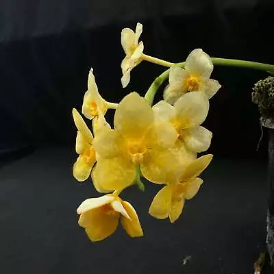 Flowered Select Sarcochilus SP23/238 • $55