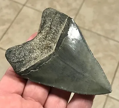 BEAUTIFULLY BULBOUS -S.W. FLORIDA LAND FIND- 3.9” X 2.87” Megalodon Shark Tooth • $295