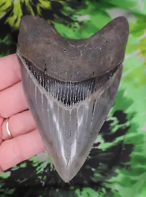 Megalodon Sharks Tooth 4 9/16  Inch BEAUTY Fossil Sharks Teeth Tooth • $18.50