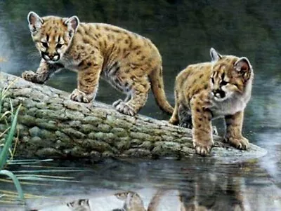 Reflections By Charles Frace Leporid Kittens Animal Wildlife Canvas Art Print  • $59.99