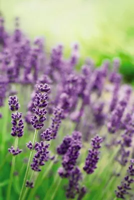 Suttons English Lavender 'Munstead' Scented Garden Flowering Shrub 1L Pot X3 • £28.99