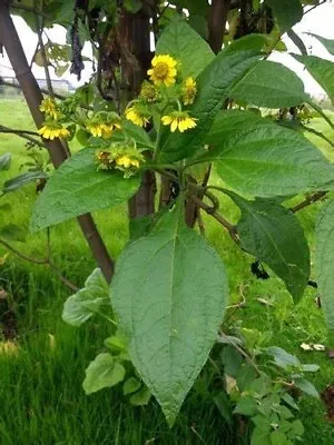 5 Fresh Seeds Of Smallanthus Pryamidalis Unusual Perennial 2 Mtrs Tall • £4.25