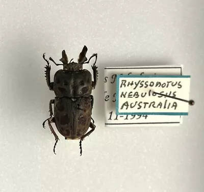 Insect - Lucanidae Rhyssonotus Nebulosus Australia Wild Specimen RARE • $74.71