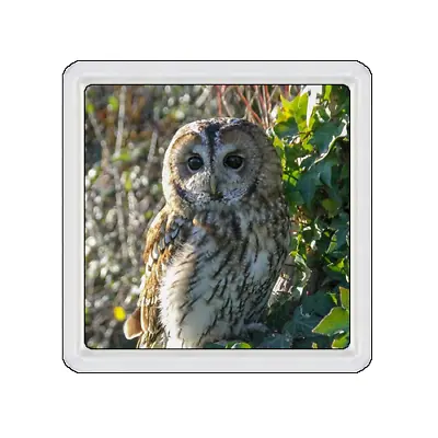 £3.99 • Buy Tawny Owl Bird Coaster Cup Mat Acrylic Novelty Gift