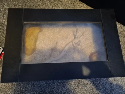 £60 • Buy HabiStat Hatchling Snake TerrainiumComplete Starter Kit - Black