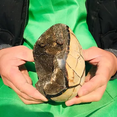 2.64LB Natural Dragon Septarian Geode Quartz Cluster Crystal Egg Healing1200g • $0.99