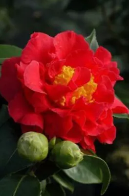 Camellia Blood Of China 2 Litre Pot Semi-Double Red Flowers Evergreen • £14.95